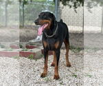 Small Doberman Pinscher