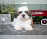 Small Photo #4 Shih Tzu Puppy For Sale in CLARE, MI, USA