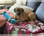 Small #3 Mutt