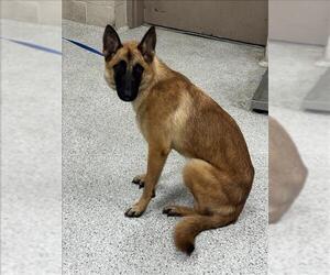 Mutt Dogs for adoption in Conroe, TX, USA