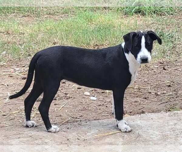 Medium Photo #4 Boxador Puppy For Sale in Spring, TX, USA