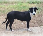 Small #3 Boxador