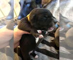 Small #1 Mutt
