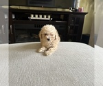 Small Photo #6 Poodle (Toy) Puppy For Sale in ALEXANDRIA, VA, USA
