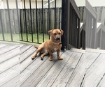 Small Dachshund Mix