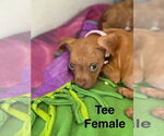 Small Boxer Mix