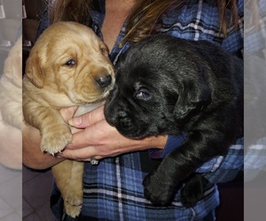 Labrador Retriever Puppy for sale in INEZ, KY, USA