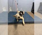 *MIATA - Female Border-Aussie Dog for Adoption - Small photo