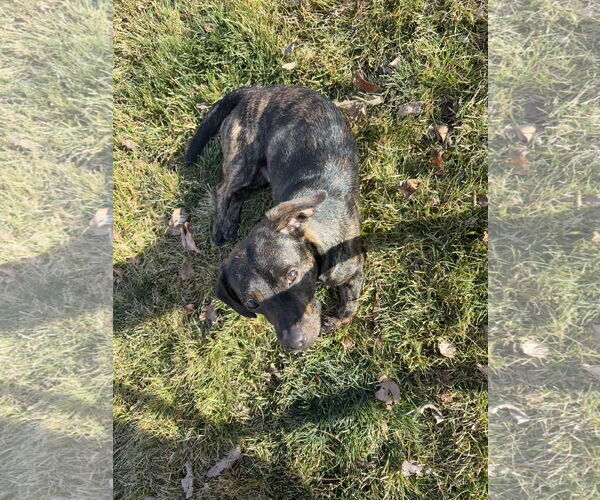 Medium Photo #4 Chihuahua-Unknown Mix Puppy For Sale in Sandy, UT, USA