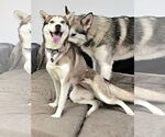 Small #1 Siberian Husky