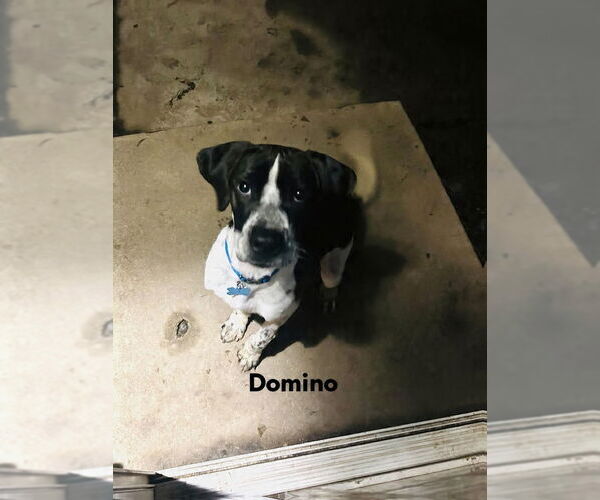 Medium Photo #4 Labrador Retriever-Unknown Mix Puppy For Sale in Plainfield, IL, USA