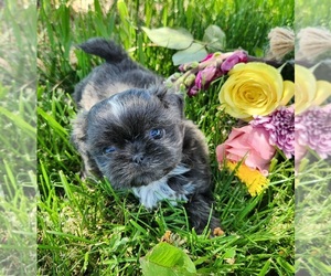 Shih Tzu Puppy for Sale in KLAMATH FALLS, Oregon USA