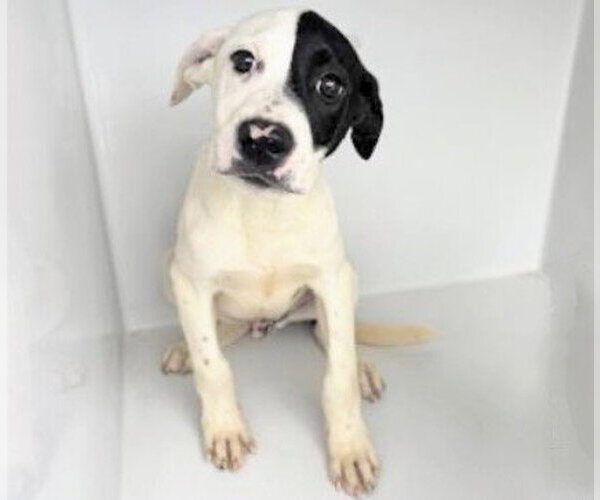 Medium Photo #1 Labrador Retriever Puppy For Sale in Houston, TX, USA