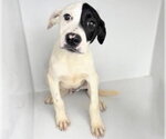 Small Labrador Retriever