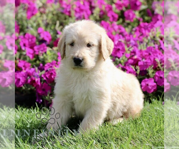 Medium Photo #2 Labradoodle mix (+ Poodle Standard) Puppy For Sale in RONKS, PA, USA