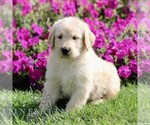 Max - Male Labradoodle mix (+ Poodle Standard) Puppy for Sale - Photo #2