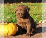 Small Photo #1 Labrador Retriever Puppy For Sale in EPHRATA, PA, USA