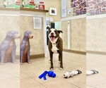 Small #25 American Pit Bull Terrier-Labrador Retriever Mix