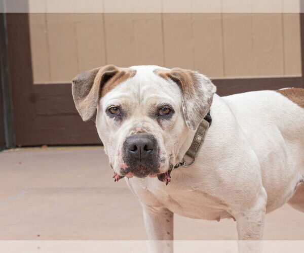 Medium Photo #39 Bulloxer Puppy For Sale in Lake Forest, CA, USA