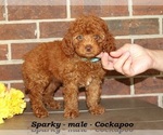 Small #4 Cockapoo (Miniature)