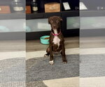 Small #4 Chocolate Labrador retriever-Whippet Mix