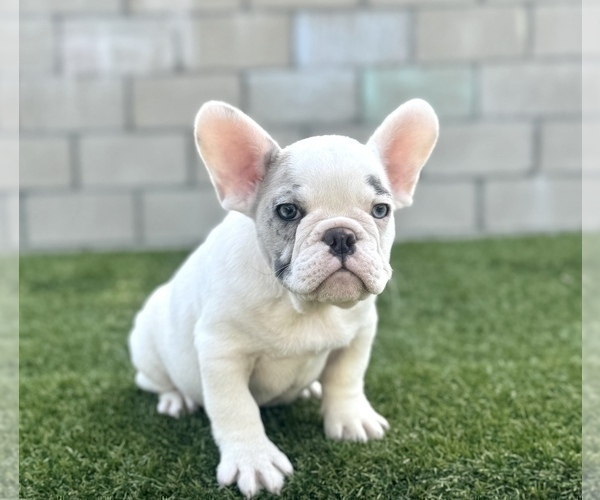 Medium Photo #12 French Bulldog Puppy For Sale in SAN ANTONIO, TX, USA
