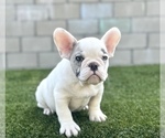 Small Photo #12 French Bulldog Puppy For Sale in SAN ANTONIO, TX, USA