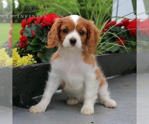 Cavalier King Charles Spaniel Puppy for Sale in EPHRATA, Pennsylvania USA