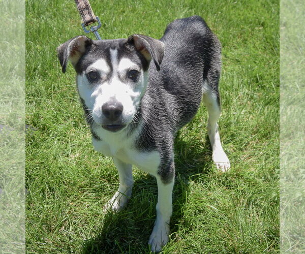 Medium Photo #4 Alaskan Klee Kai-Siberian Husky Mix Puppy For Sale in Huntley, IL, USA