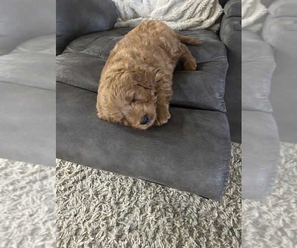 Medium Photo #17 Goldendoodle (Miniature) Puppy For Sale in FREDERICKSBG, OH, USA