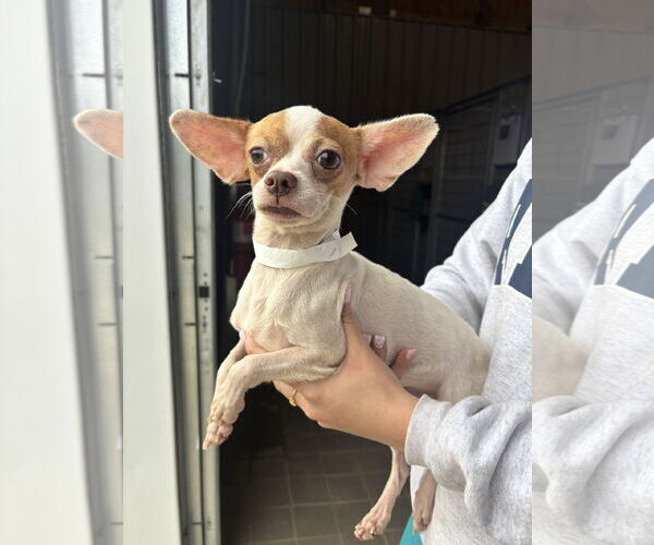 Medium Photo #3 Chihuahua-Unknown Mix Puppy For Sale in Washington, DC, USA