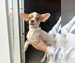 Small #2 Chihuahua Mix