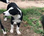 Small Photo #4 Border Collie Puppy For Sale in WILLS POINT, TX, USA