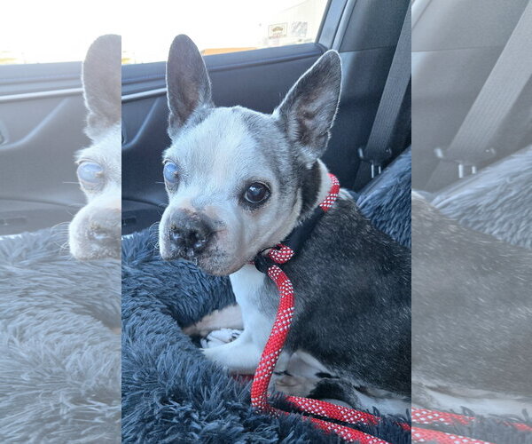Medium Photo #4 Boston Terrier Puppy For Sale in Huntington Beach, CA, USA