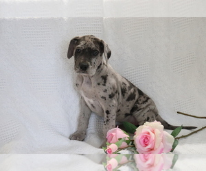 Great Dane Puppy for sale in SHILOH, OH, USA