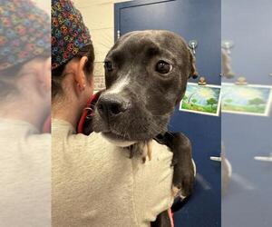 Labrador Retriever-Unknown Mix Dogs for adoption in Peoria, IL, USA