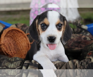Beagle Puppy for sale in SHILOH, OH, USA