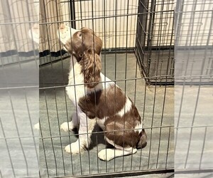 Medium English Springer Spaniel