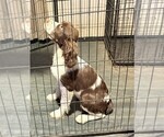 Puppy Ellie English Springer Spaniel