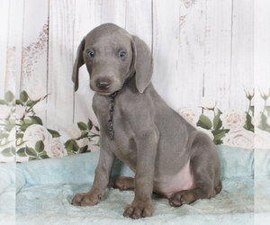 Medium Weimaraner