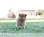 Small Photo #2 Pom-A-Poo Puppy For Sale in WARSAW, IN, USA