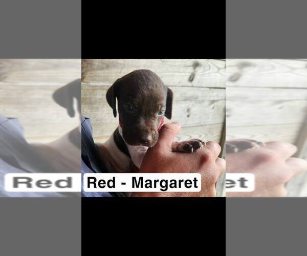 Medium Photo #18 German Shorthaired Pointer Puppy For Sale in EDENTON, NC, USA