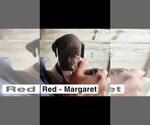 Small Photo #18 German Shorthaired Pointer Puppy For Sale in EDENTON, NC, USA