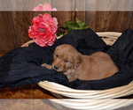 Small Photo #1 Golden Retriever Puppy For Sale in GREENWOOD, WI, USA