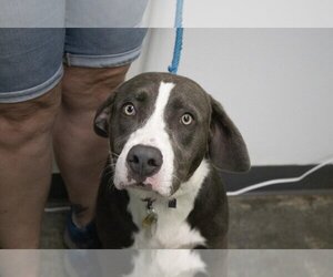 American Pit Bull Terrier-Bernese Mountain Dog Mix Dogs for adoption in Mountain Home, AR, USA
