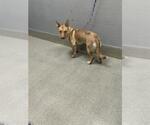 Small Australian Kelpie-Carolina Dog Mix