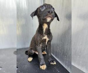 Labrador Retriever-Unknown Mix Dogs for adoption in San Antonio, TX, USA