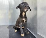 Small Labrador Retriever Mix