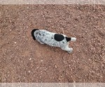 Small Photo #70 German Shorthaired Pointer Puppy For Sale in EVANSVILLE, WY, USA