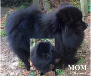 Mother of the Pomeranian puppies born on 05/29/2022
